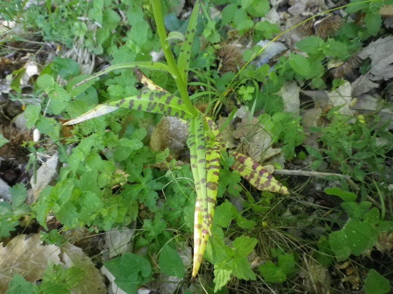 Fiore viola foglie macchiate